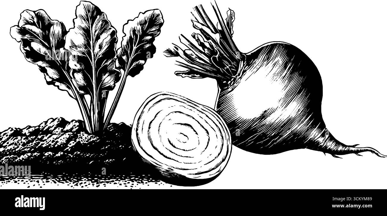 Barbabietola con anelli di crescita e strati di terreno in uno schizzo vintage dettagliato. Illustrazione Vettoriale