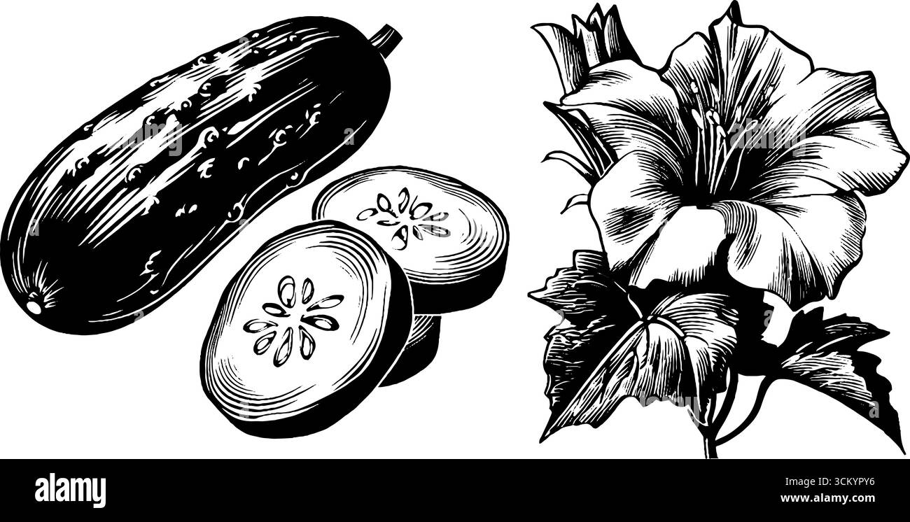 Schizzo retrò dettagliato di intere fette di cetriolo ed elemento floreale per il design. Illustrazione Vettoriale