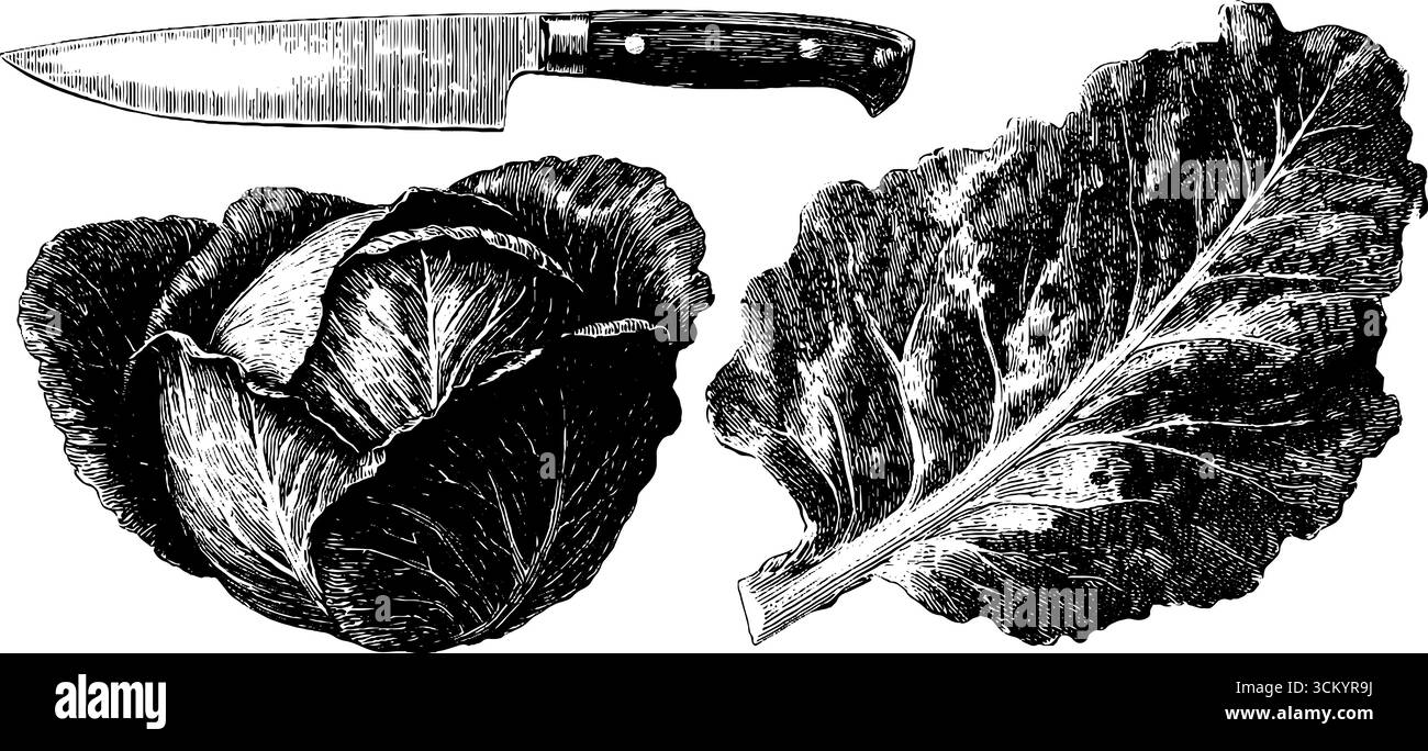 Testa di cavolo vintage con coltello e venature a foglia per il design della cucina. Illustrazione Vettoriale