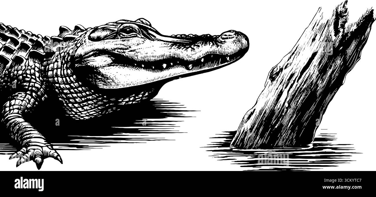 Armatura a coccodrillo e incisione sul bordo dell'acqua per illustrazioni naturalistiche. Illustrazione Vettoriale