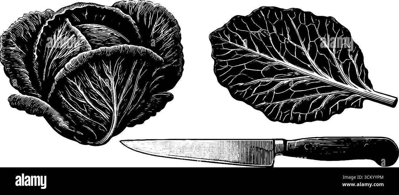 Testa e coltello di cavolo vintage con venature a foglia per arredare la cucina e creare un design culinario. Illustrazione Vettoriale