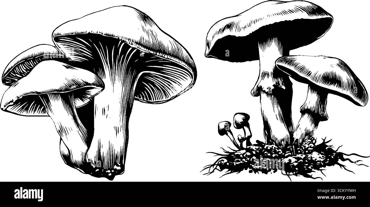 Collezione di funghi stilizzati: Funghi dettagliati visti dal basso per disegni creativi. Illustrazione Vettoriale