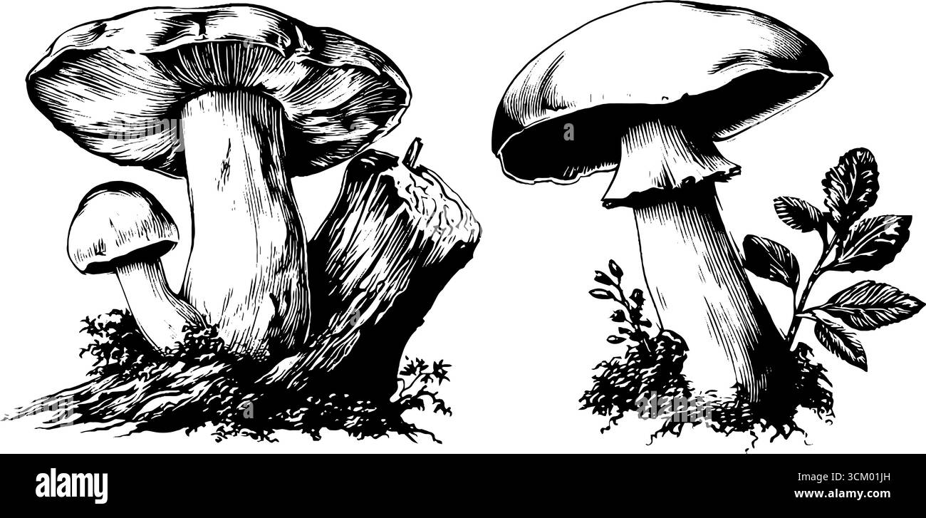 Funghi porcini vintage con disegno a foglia per il design. Illustrazione Vettoriale