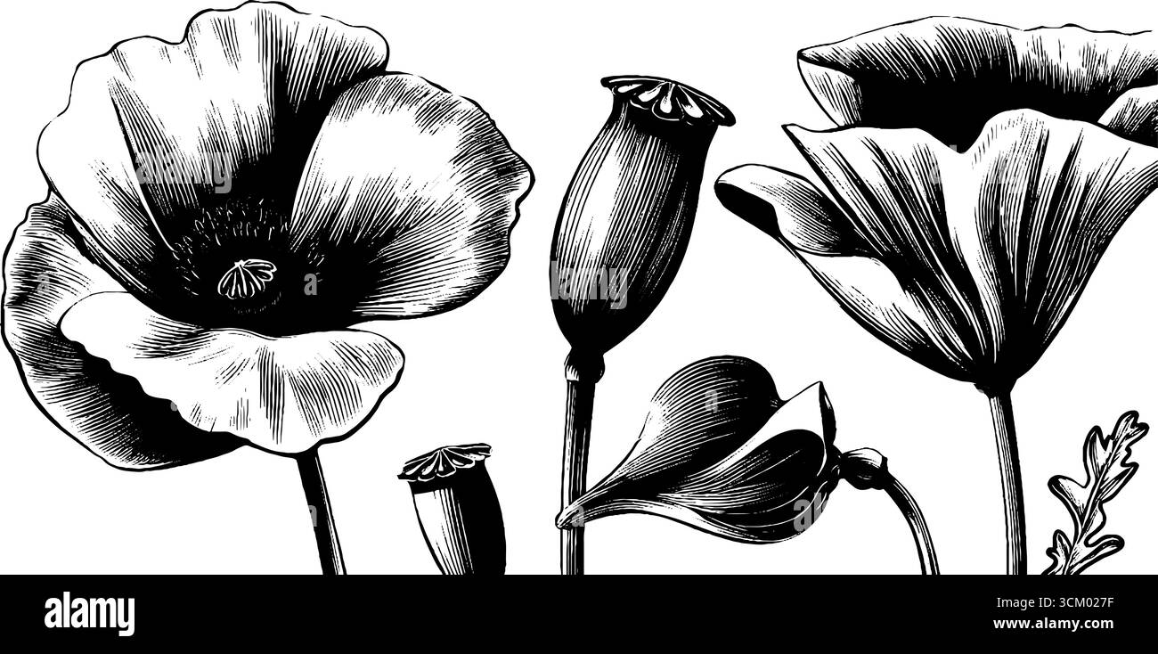 Arte botanica vintage con cialde di semi e petali cadenti per un design retrò. Illustrazione Vettoriale