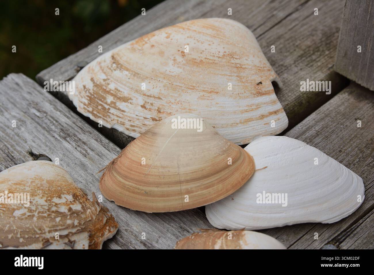 Conchiglie su fondo rustico in legno - primo piano nella natura costiera Foto Stock