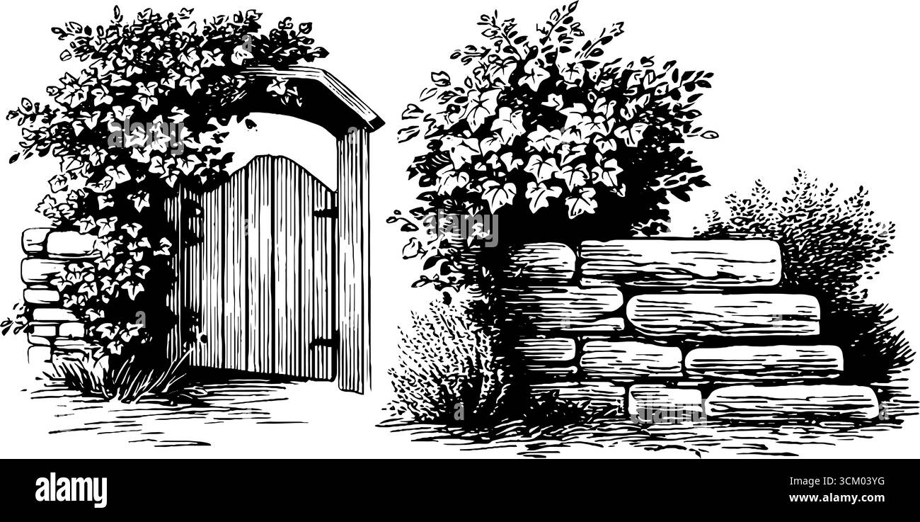 Vite d'edera d'epoca e bordo del giardino per progetti decorativi. Illustrazione Vettoriale