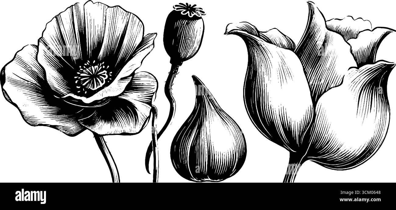 Schizzo floreale vintage di teste di papavero cialde di semi e petali cadenti per un design retrò. Illustrazione Vettoriale