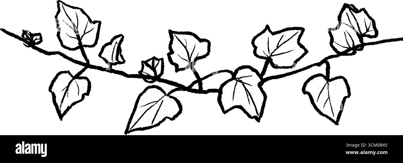 Disegno disegnato a mano del design dei bordi delle viti di edera tortuose per la decorazione. Illustrazione Vettoriale