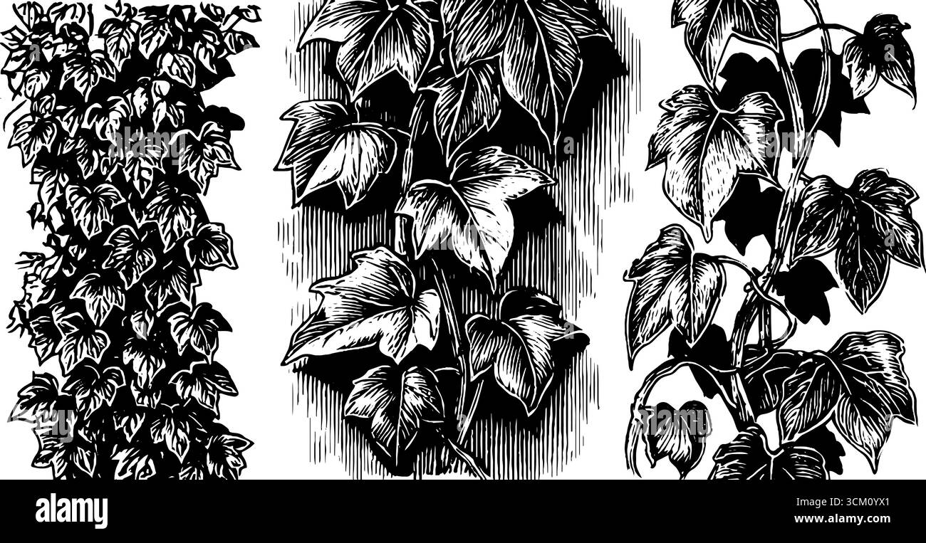 Eleganti viti d'edera vintage e foglie intrecciate per decorare e stampare. Illustrazione Vettoriale