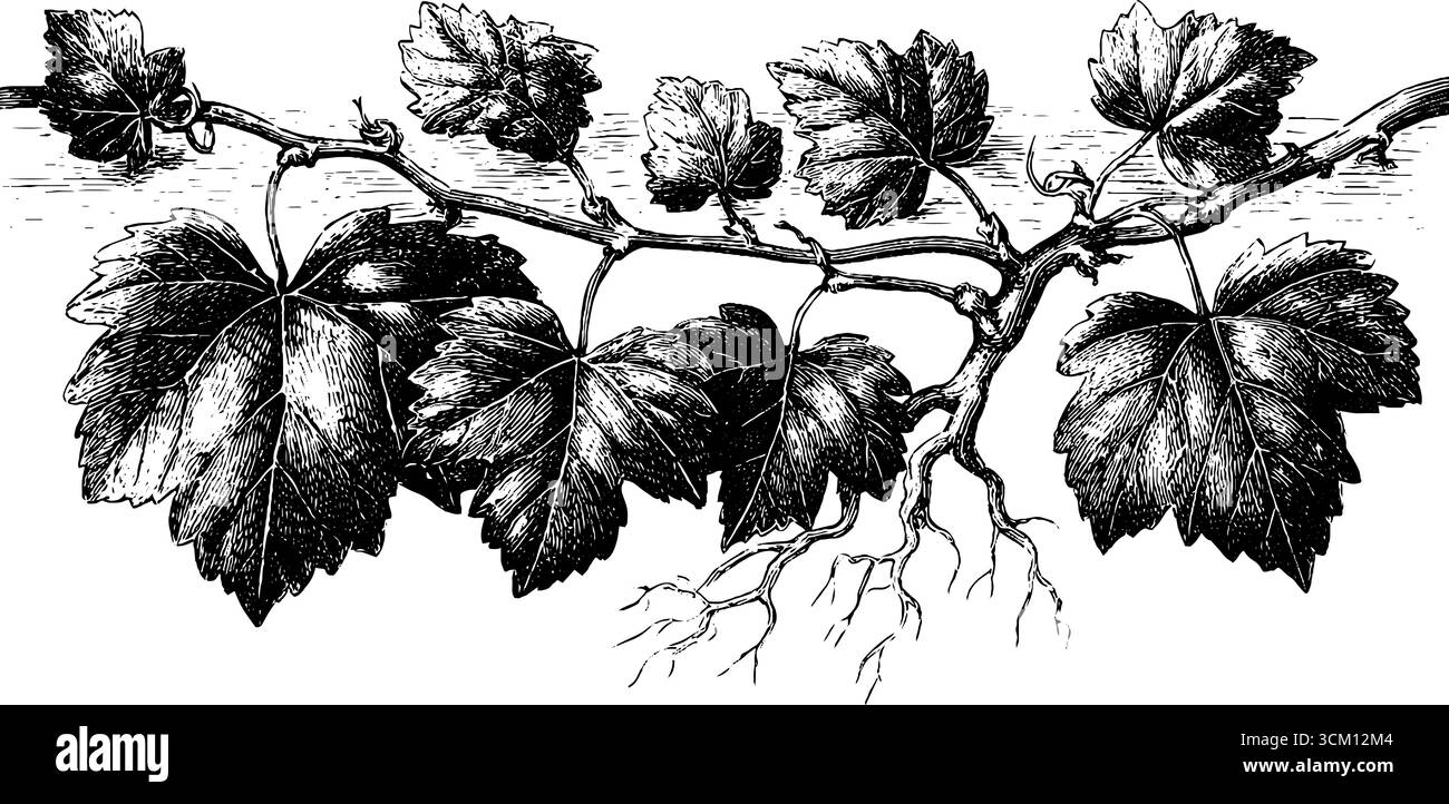 Tendini vintage e radici da arrampicata incisioni trafilate a mano per un design botanico. Illustrazione Vettoriale