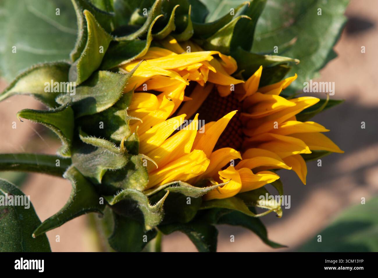 Fiore giallo. Un primo piano di un bocciolo di girasole verde intagliato con motivi intricati su uno sfondo morbido. Il fiore di girasole è Get Foto Stock