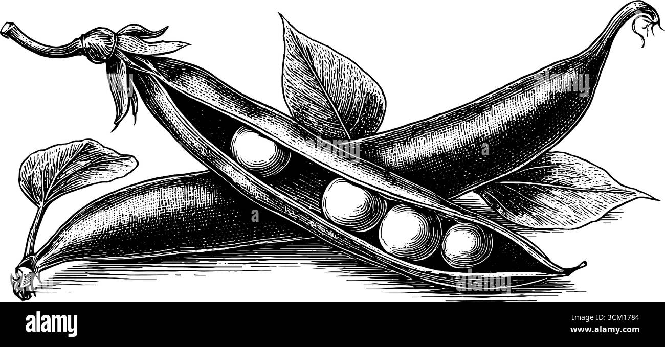 Illustrazione dei piselli e delle lenticchie vintage estremamente dettagliata per progetti di design. Illustrazione Vettoriale