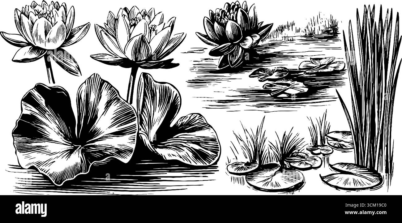 Illustrazione dei fiori di loto disegnati a mano d'epoca, dei tamponi di giglio e degli steli dell'iride per il design. Illustrazione Vettoriale