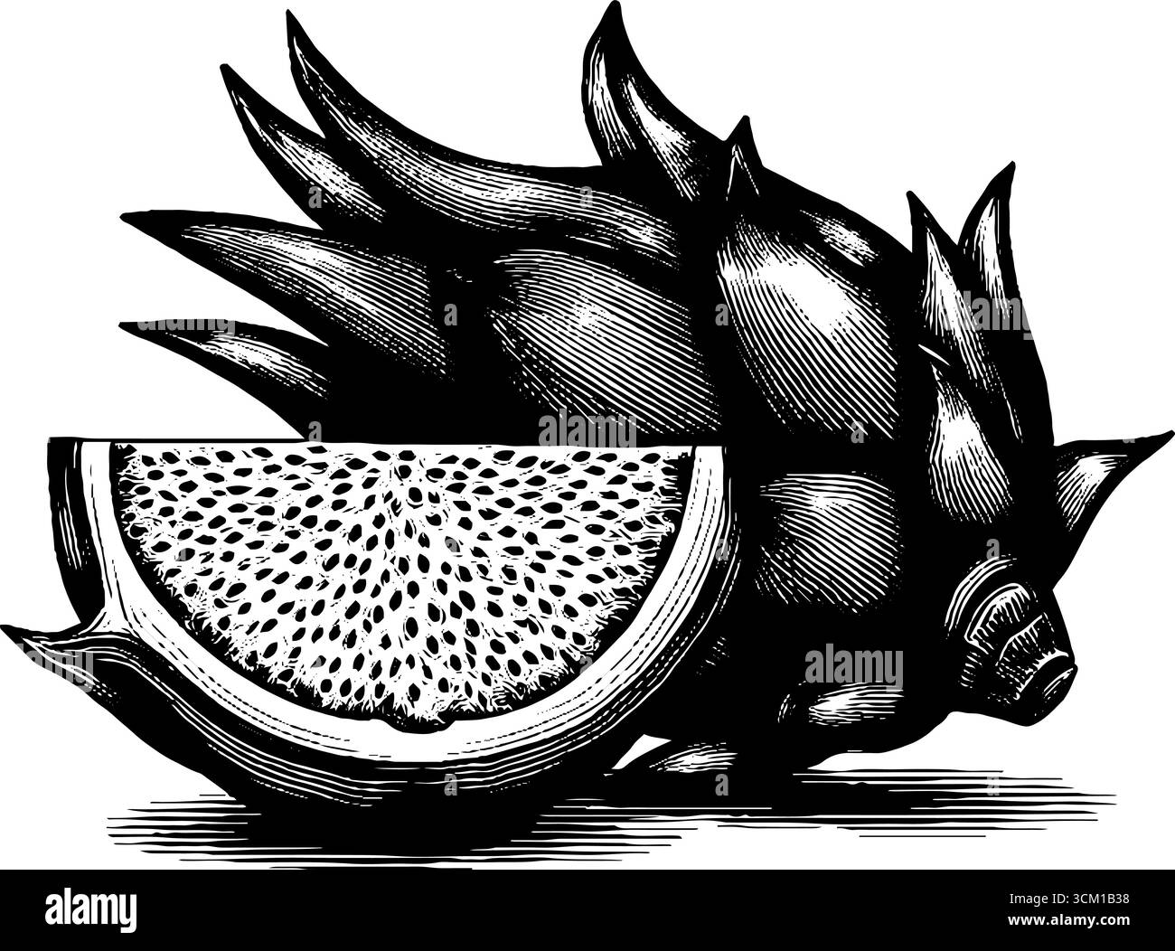 Incisione vintage di frutta del drago affettata in uno stile dettagliato disegnato a mano per il design e l'arredamento. Illustrazione Vettoriale