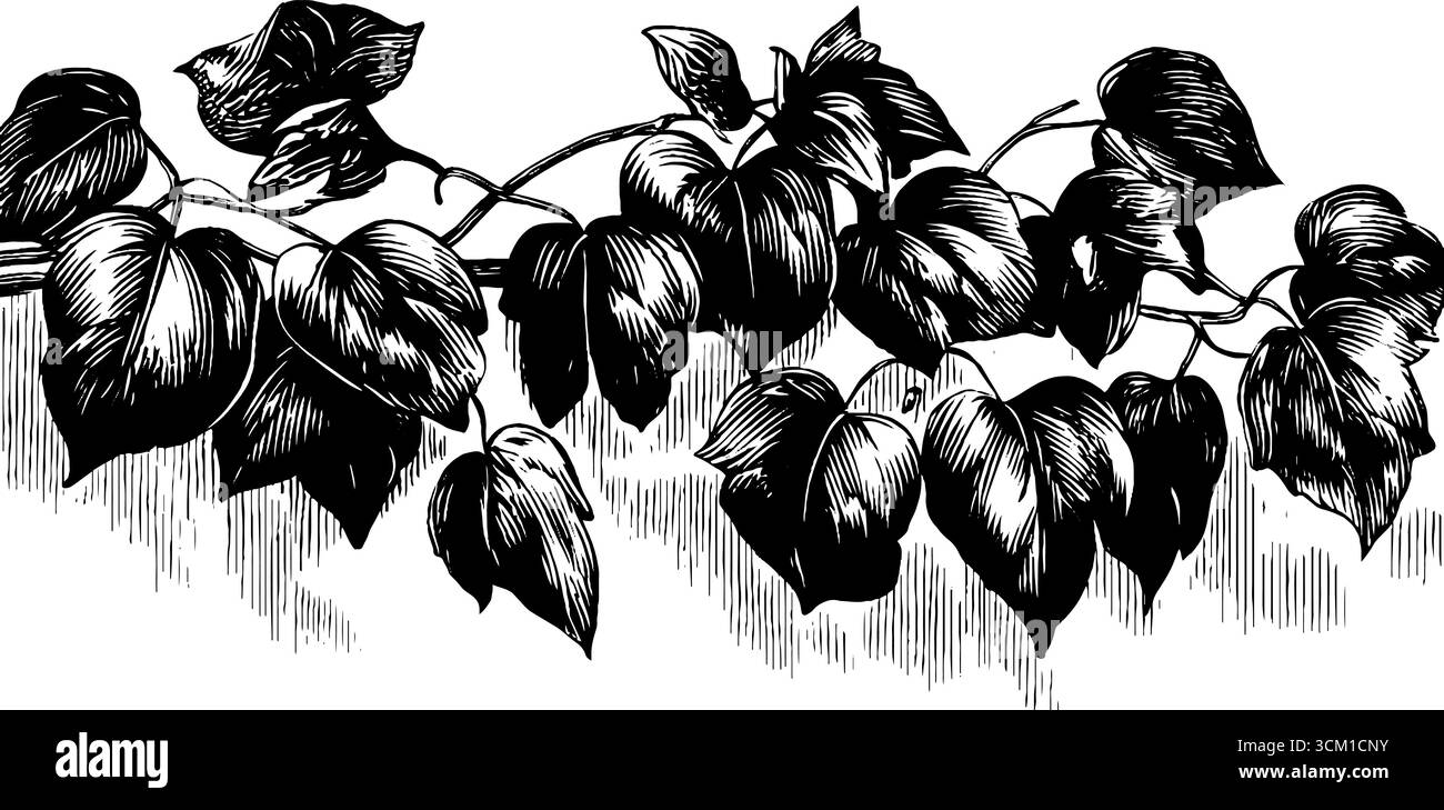 Eleganti viti di edera e steli da arrampicata - arte botanica retrò per il design. Illustrazione Vettoriale