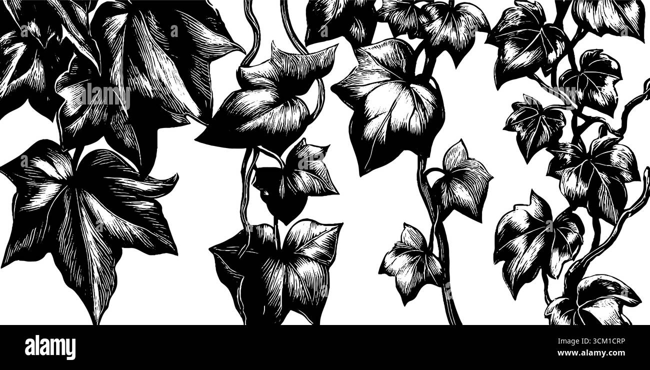 Eleganti vigne di edera e gambi striscianti per disegni botanici. Illustrazione Vettoriale