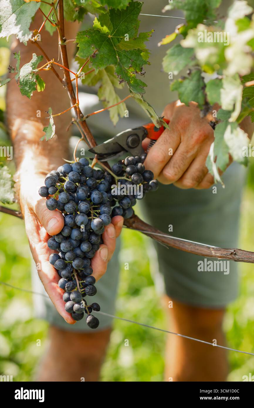 Un agricoltore che taglia un mucchio di uve scure durante la raccolta dell'uva. L'immagine cattura un momento autentico, simbolo del lavoro e della tradizione vinicola Foto Stock