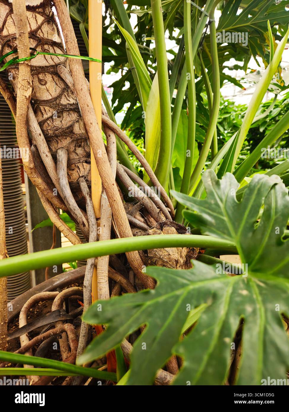 Albero Philodendron (Philodendron/Thaumatophyllum bipinnatifidum) radici aeree e foglie di lobo in serra Foto Stock
