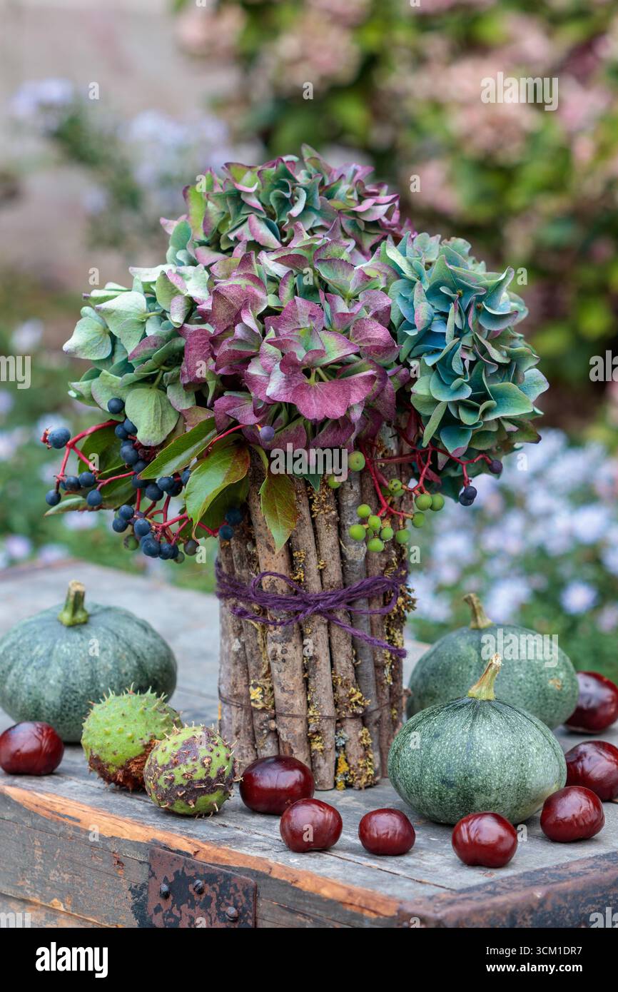 bouquet di ortensie in fiore e crepuscolo della virginia, zucche e castagne nel giardino autunnale Foto Stock