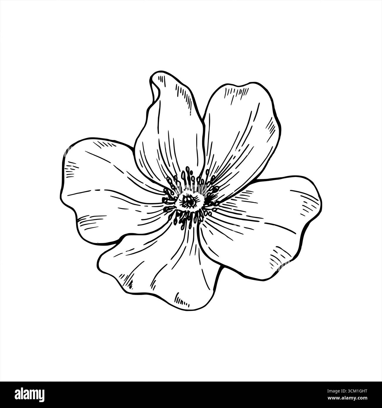 Semplice illustrazione del vettore di fiori fioriti. Disegno lineare della testa di anemone. Vista dall'alto. Disegno di incisione del fiore di melo primaverile. Elemento floreale Illustrazione Vettoriale