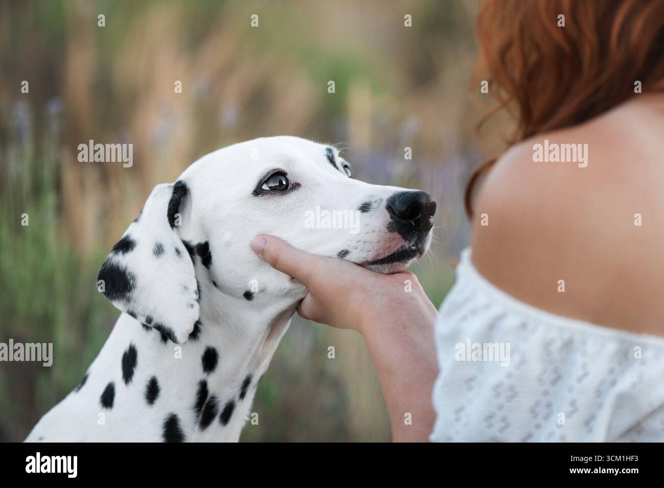 Cane dalmata avvistato che cammina liberamente nel prato di lavanda al sole dell'alba Foto Stock