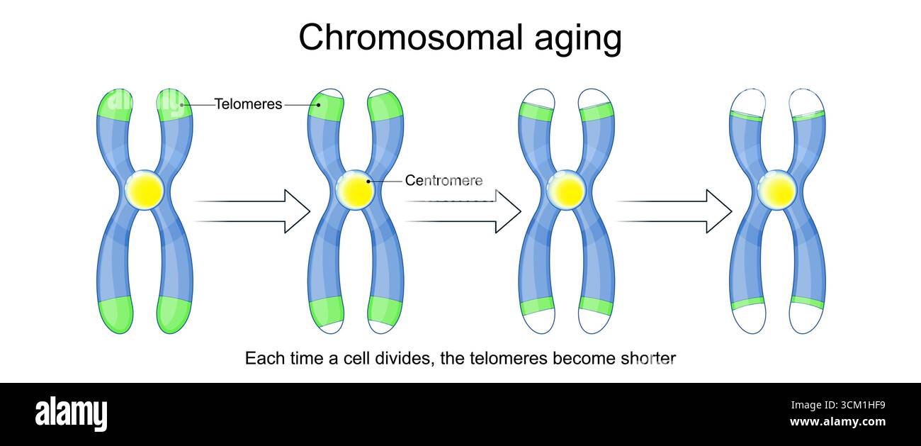 Processo di invecchiamento. Un telomere situato alle estremità dei cromosomi. Ogni volta che una cellula si divide, i telomeri diventano più corti. Invecchiamento cromosomico. Telomeri. CE Illustrazione Vettoriale