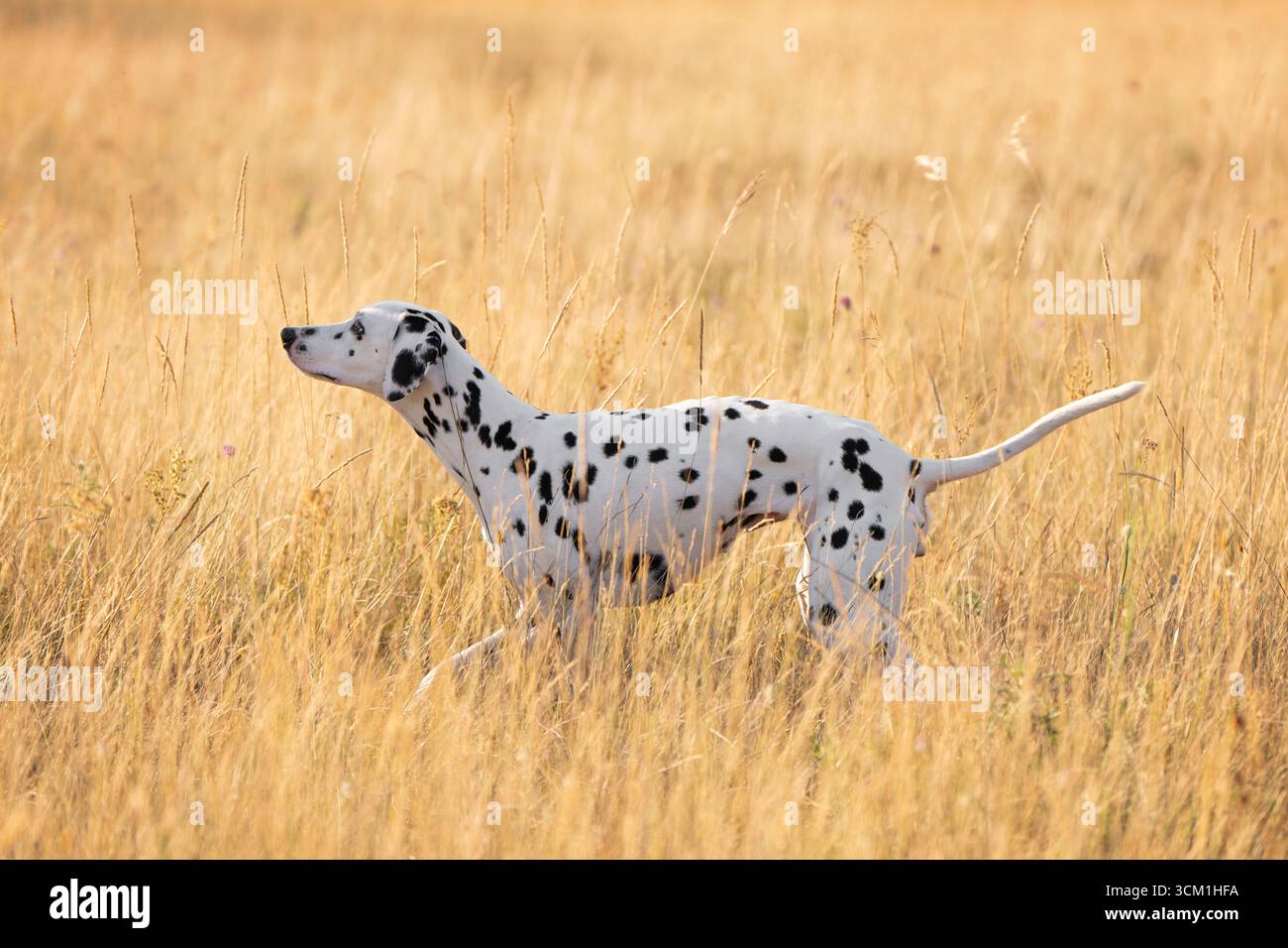 Adorabile cane dalmata maculato che corre nel prato di lavanda all'alba Foto Stock