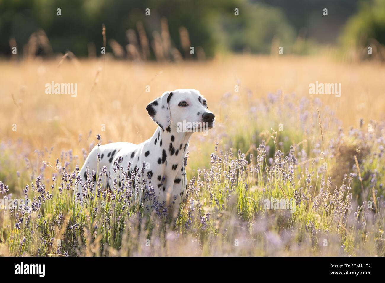 Bellissima dalmata in bianco e nero che gioca all'alba con la fiorente lavanda Foto Stock