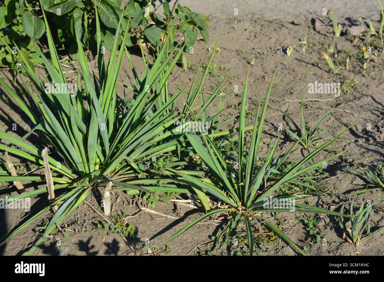 Grandi e piccoli cespugli di strada Yucca, ago di Adamo o baionetta spagnola con lunghe e sottili foglie verdi. Foto Stock