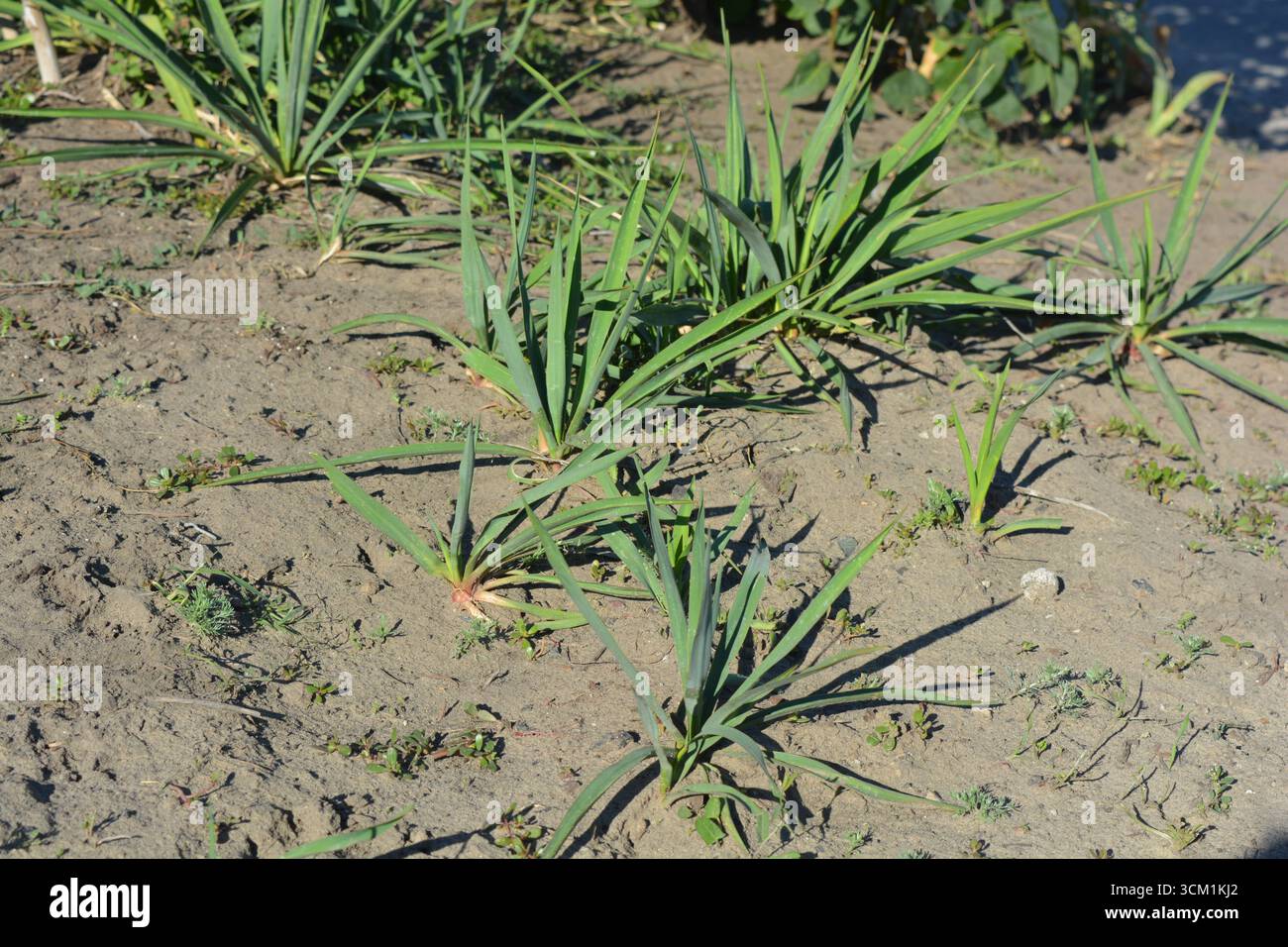 Grandi e piccoli cespugli di strada Yucca, ago di Adamo o baionetta spagnola con lunghe e sottili foglie verdi. Foto Stock