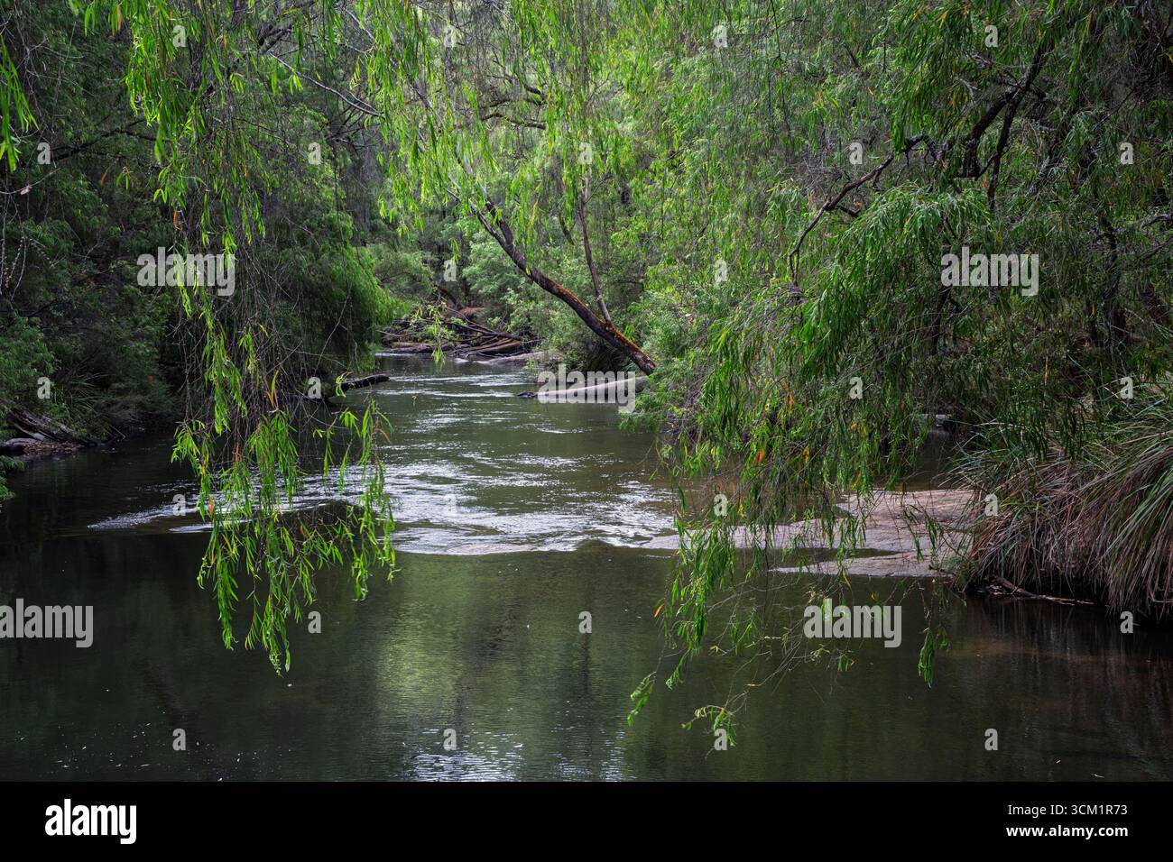 The River Collie at Honeymoon Pool, Wellington National Park, vicino a Collie, Australia Occidentale Foto Stock