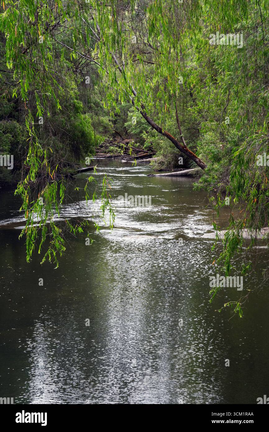 The River Collie at Honeymoon Pool, Wellington National Park, vicino a Collie, Australia Occidentale Foto Stock