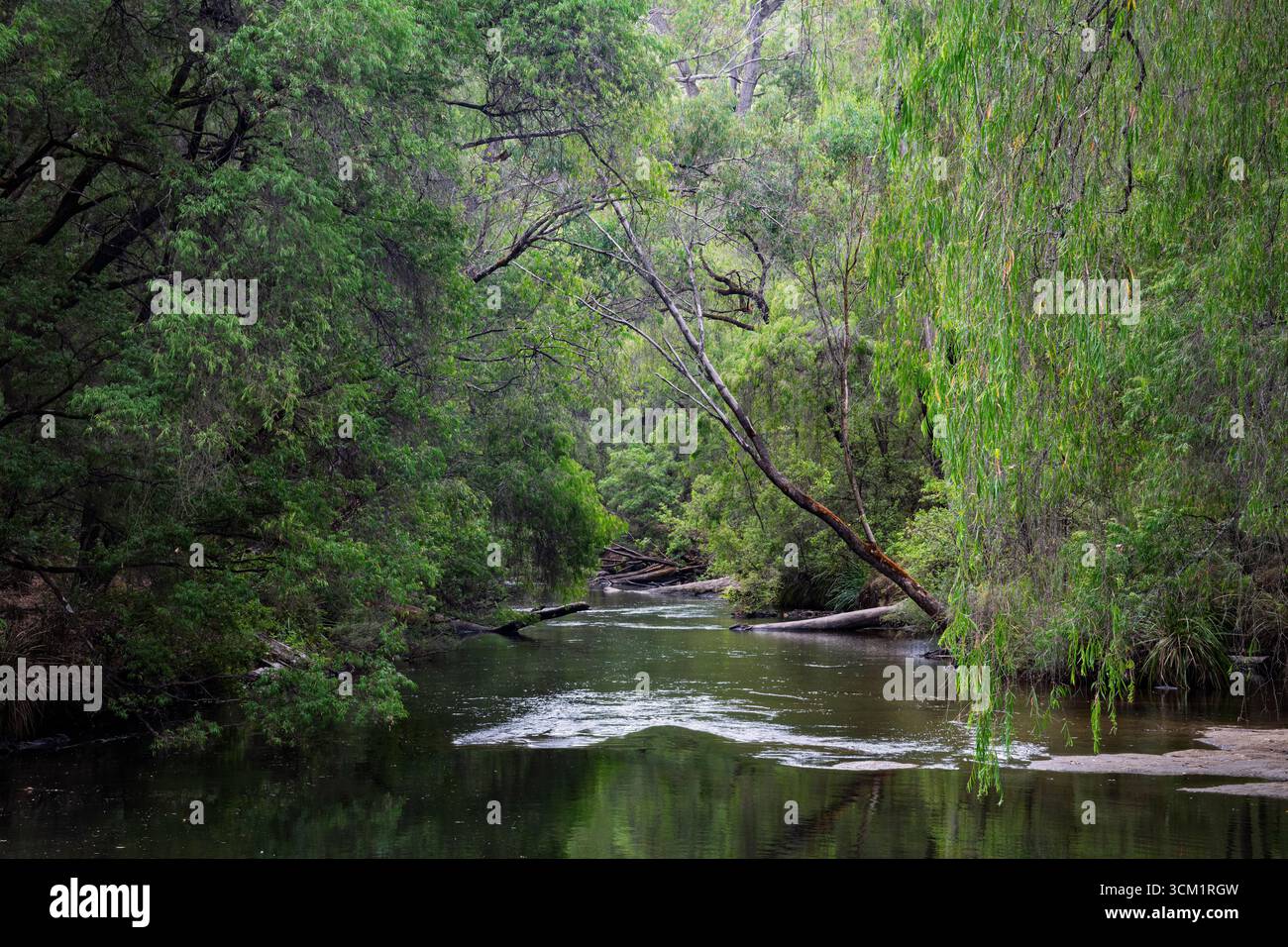 The River Collie at Honeymoon Pool, Wellington National Park, vicino a Collie, Australia Occidentale Foto Stock