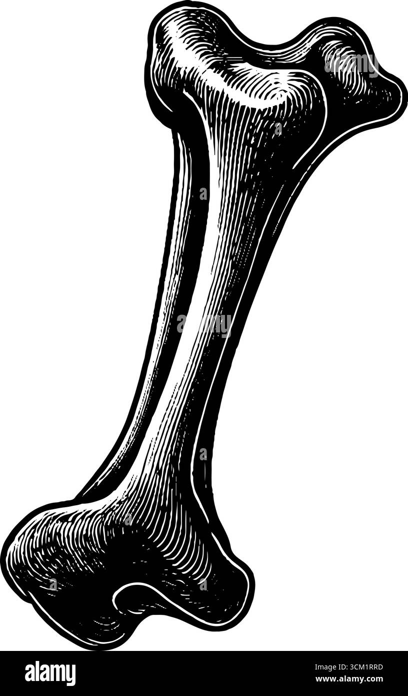 Illustrazione dettagliata incisa dell'osso dell'omero per il disegno medico ed educativo. Illustrazione Vettoriale