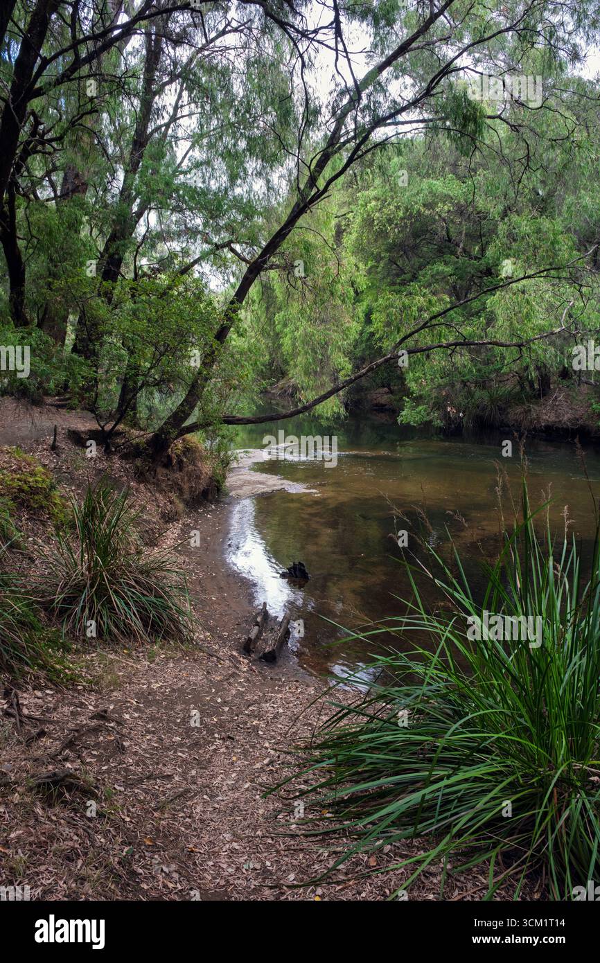 The River Collie at Honeymoon Pool, Wellington National Park, vicino a Collie, Australia Occidentale Foto Stock