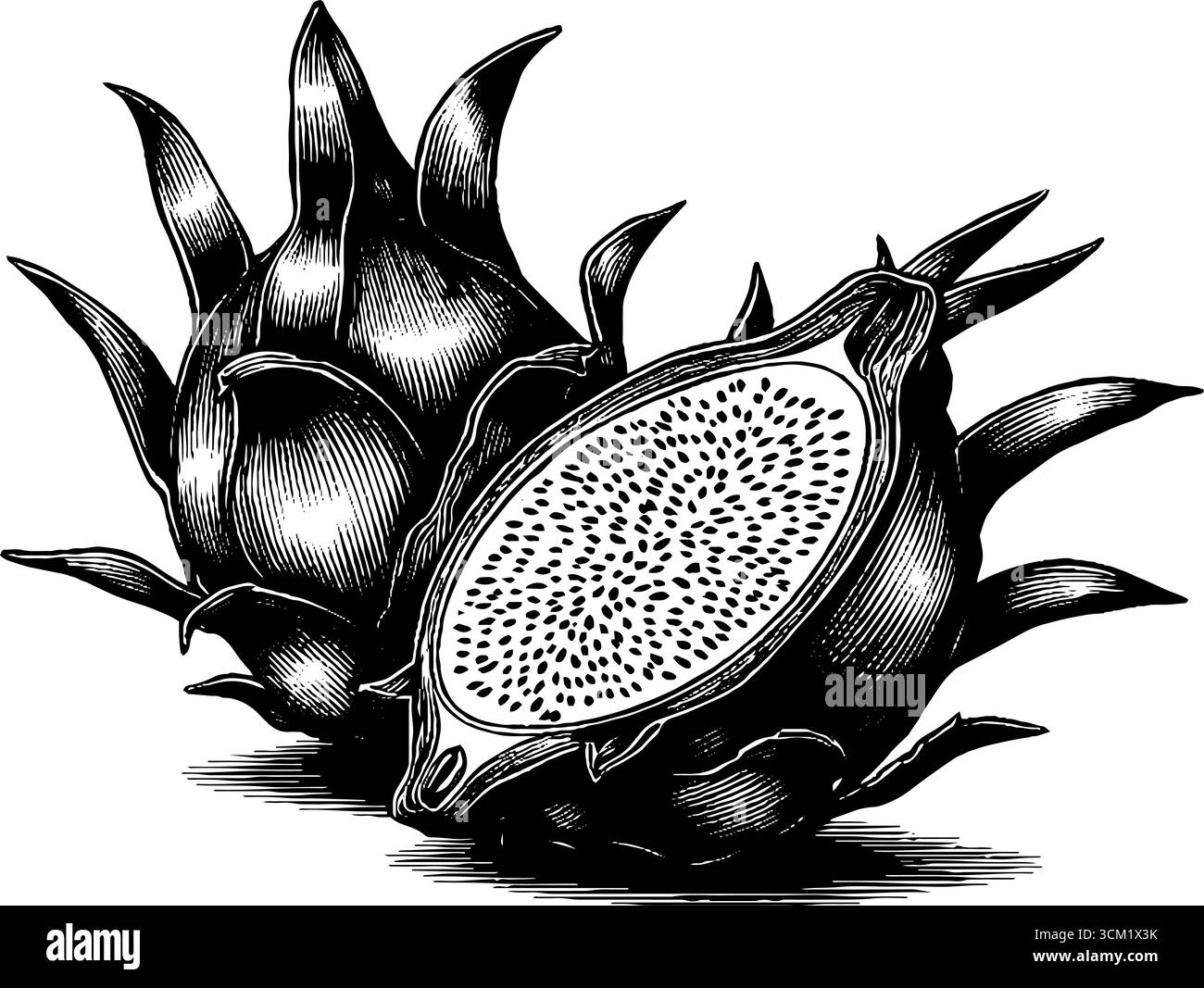 Illustrazione con incisione sulla frutta del drago: Design vintage dettagliato per l'arte culinaria e l'arredamento. Illustrazione Vettoriale