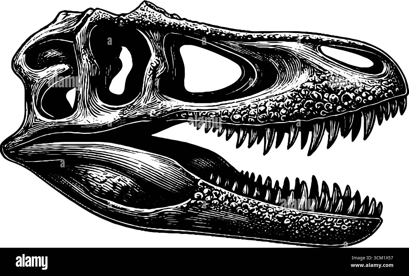 Illustrazione fossile del cranio di dinosauro inciso d'epoca - design retrò per poster didattici. Illustrazione Vettoriale