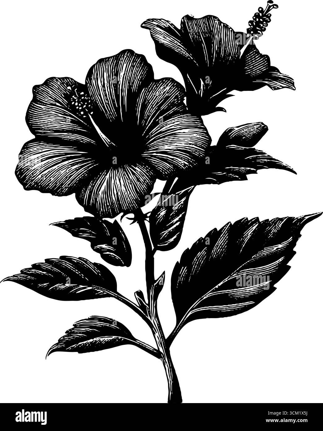 Illustrazione vintage incisa di fiori di ibisco con foglie per il design. Illustrazione Vettoriale