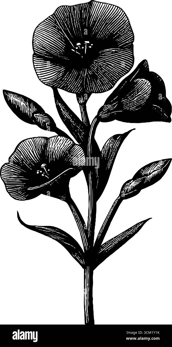 Illustrazione incisa di semi di lino con fiori per l'arte botanica. Illustrazione Vettoriale