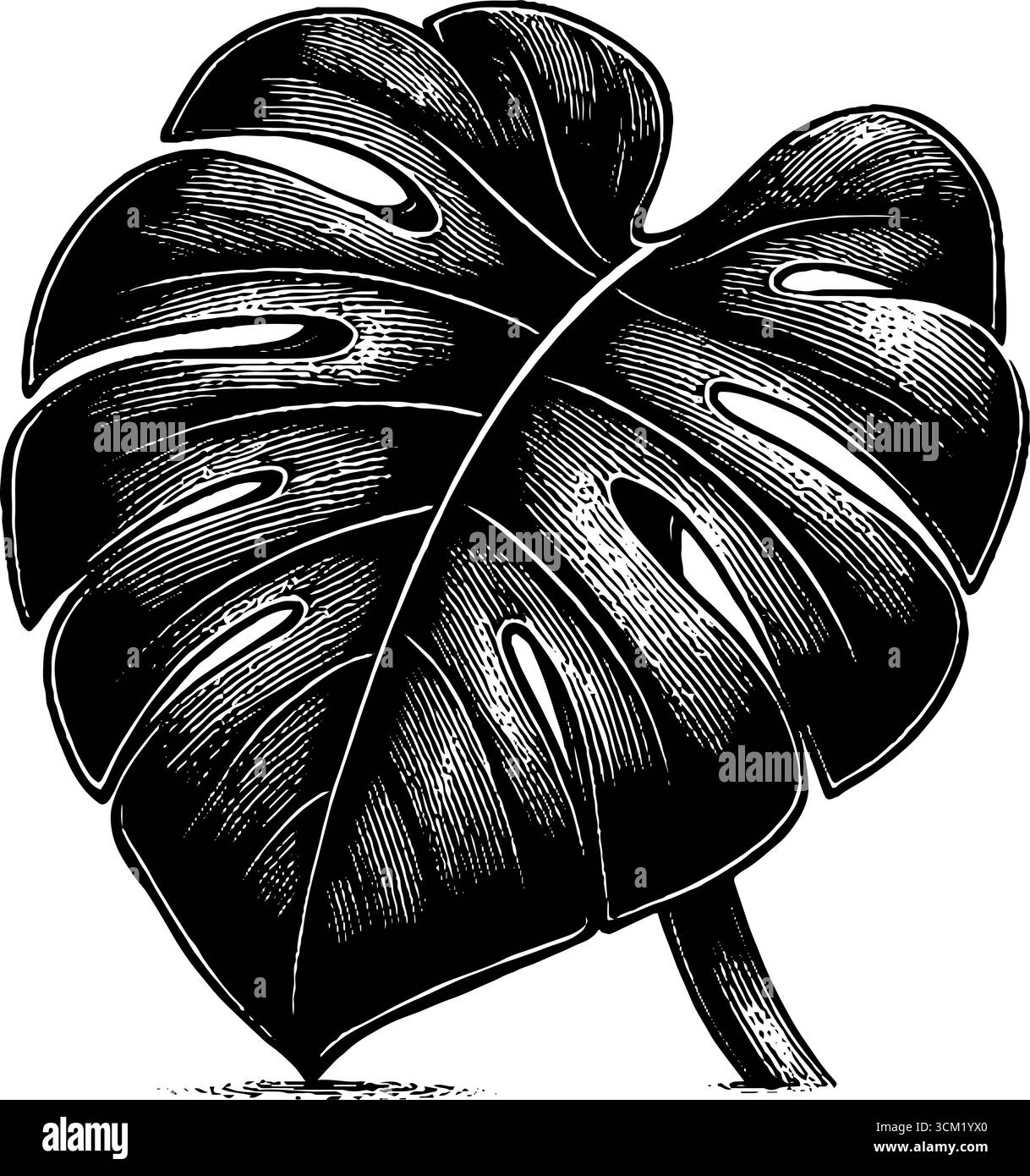 Illustrazione vintage incisa di foglie di monstera per l'arte botanica e il design. Illustrazione Vettoriale