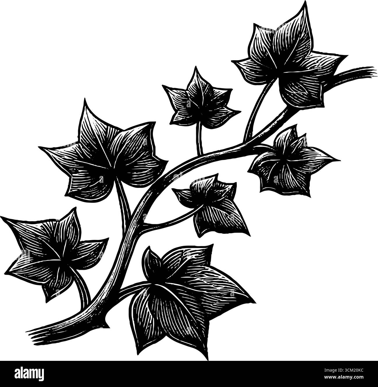 Elegante illustrazione incisa della vite edera per un design artistico. Illustrazione Vettoriale