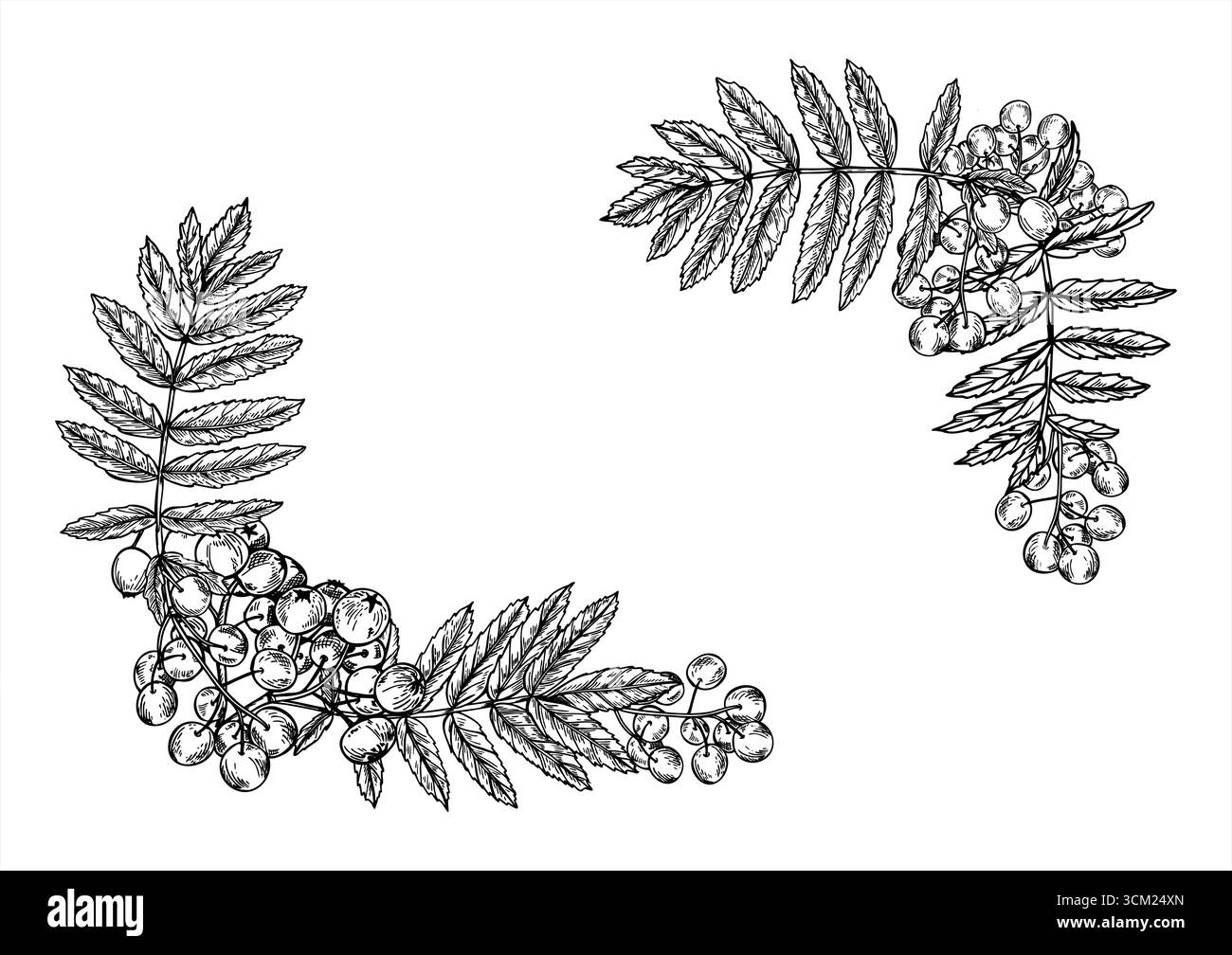 Cornice orizzontale di bacche di rowan monocromatiche con foglie con spazio di copia per il testo. Disegno lineare disegnato a mano con un vettore di bacche di cenere di montagna. Illustrazione Vettoriale