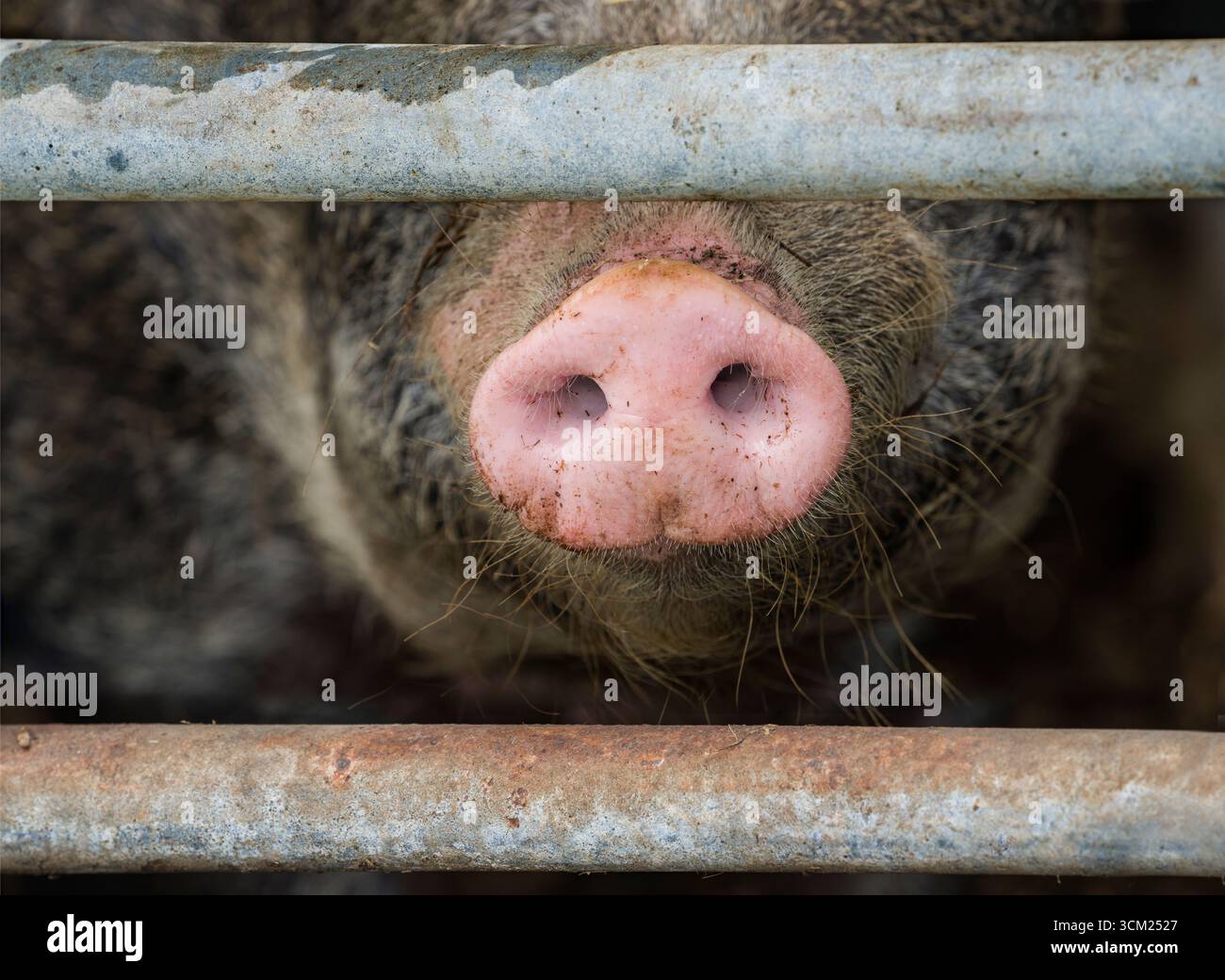 Primo piano del naso di un maiale di Baumberger Landschweine, nidificazione incrociata di razze da Bentheim Black Pied, noto anche come Buntes Bentheimer Schwein, una rara b Foto Stock