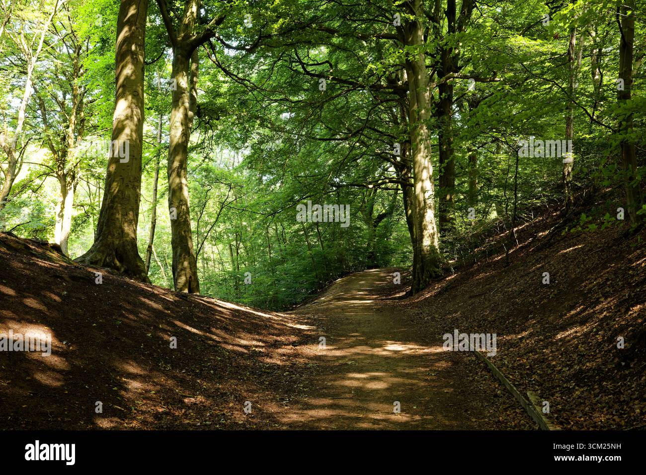Un percorso holloway conduce alla luce solare oppressa di un bosco ombreggiato in estate, Prestwich Clough, Bury, Greater Manchester. Foto Stock