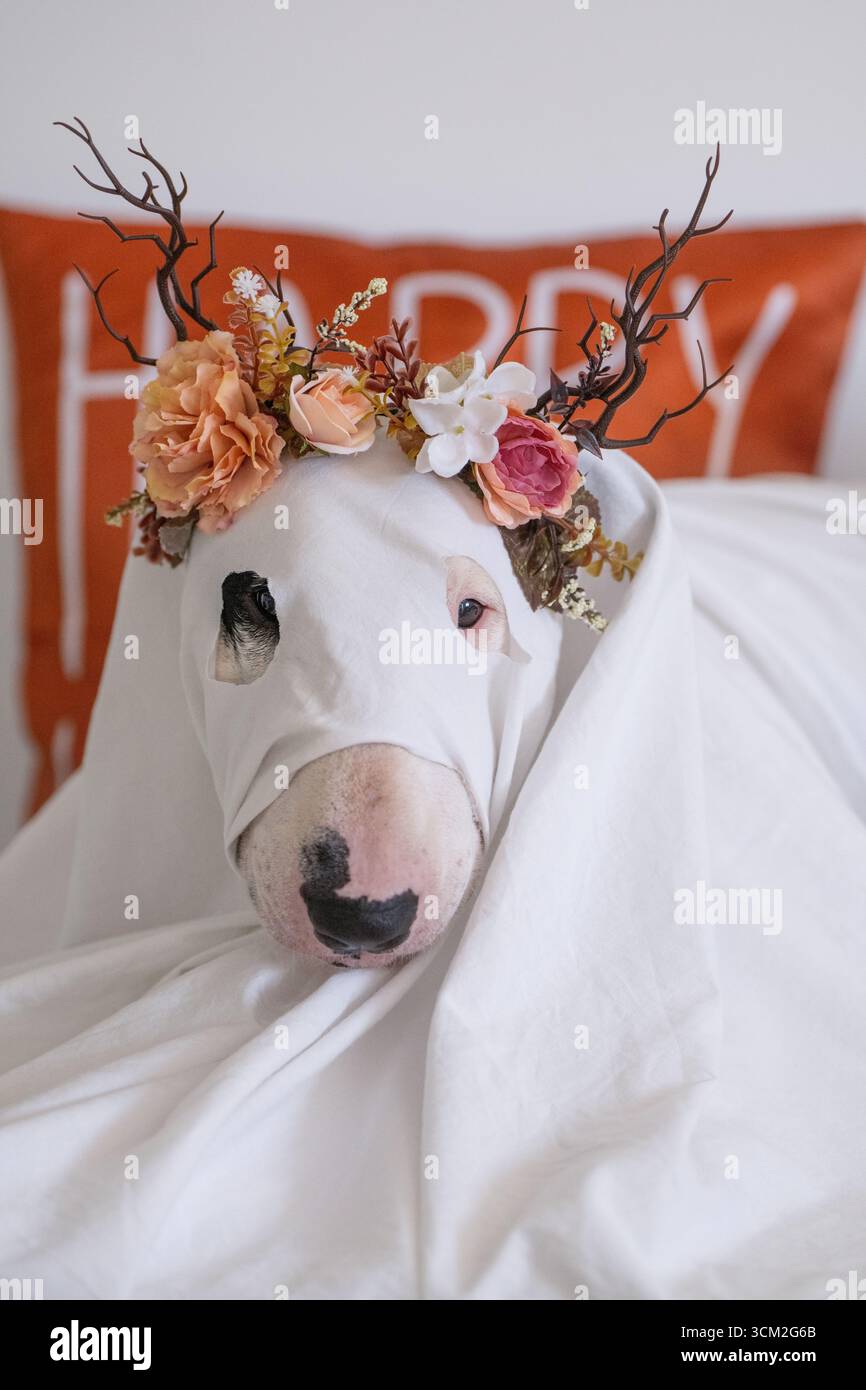 Festeggiamenti di Halloween con il grazioso cane Bull Terrier in costume fantasma e decorazioni Foto Stock