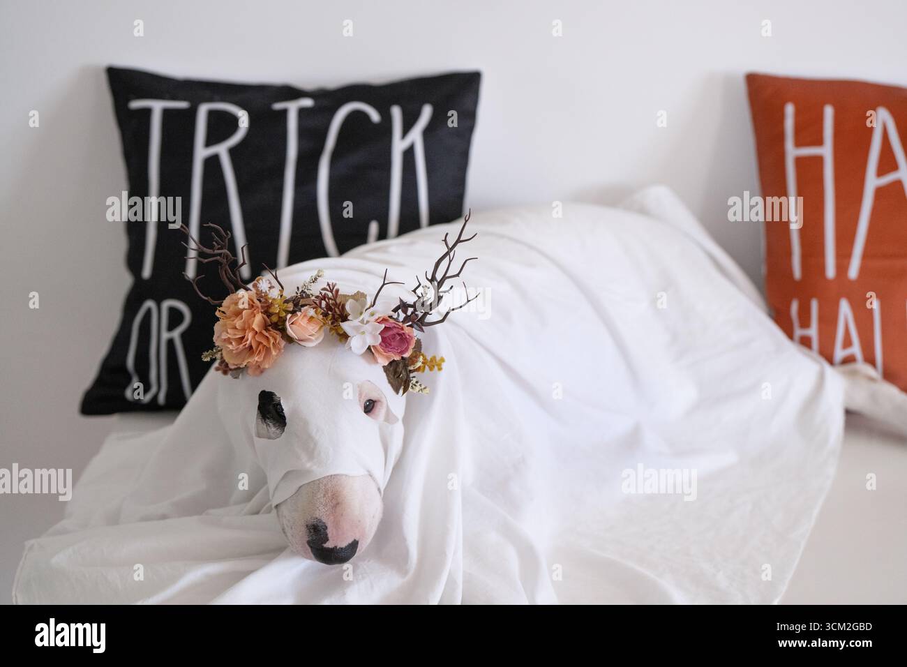 Elegante ritratto di Halloween del cane Bull Terrier bianco in costume fantasma in casa studio Foto Stock