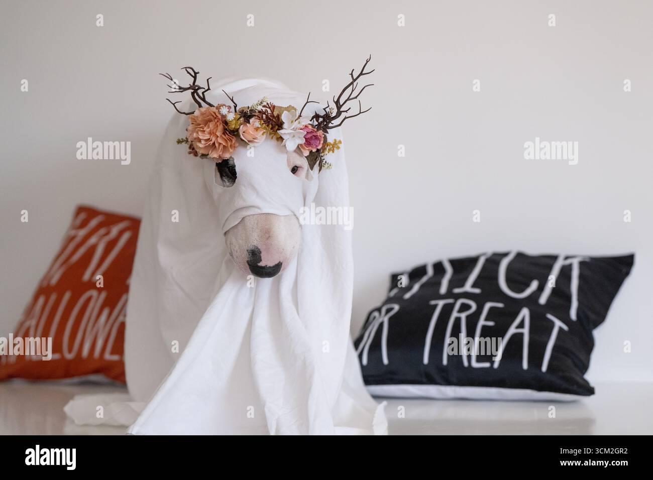 Cane White Bull Terrier in costume fantasma con fascia floreale per Halloween Foto Stock