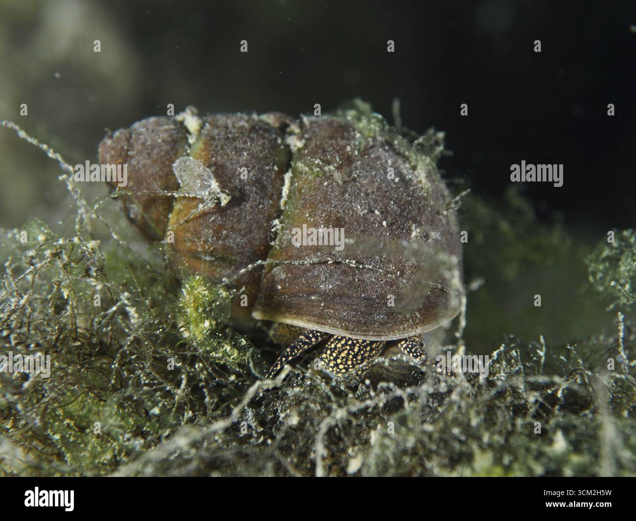 La lumaca del fiume, il Viviparus viviparus scorre attraverso la vegetazione sottomarina. Sito di immersione Zollbruecke, Rheinau, Canton Zurigo, Reno, alto Reno, commutatore Foto Stock