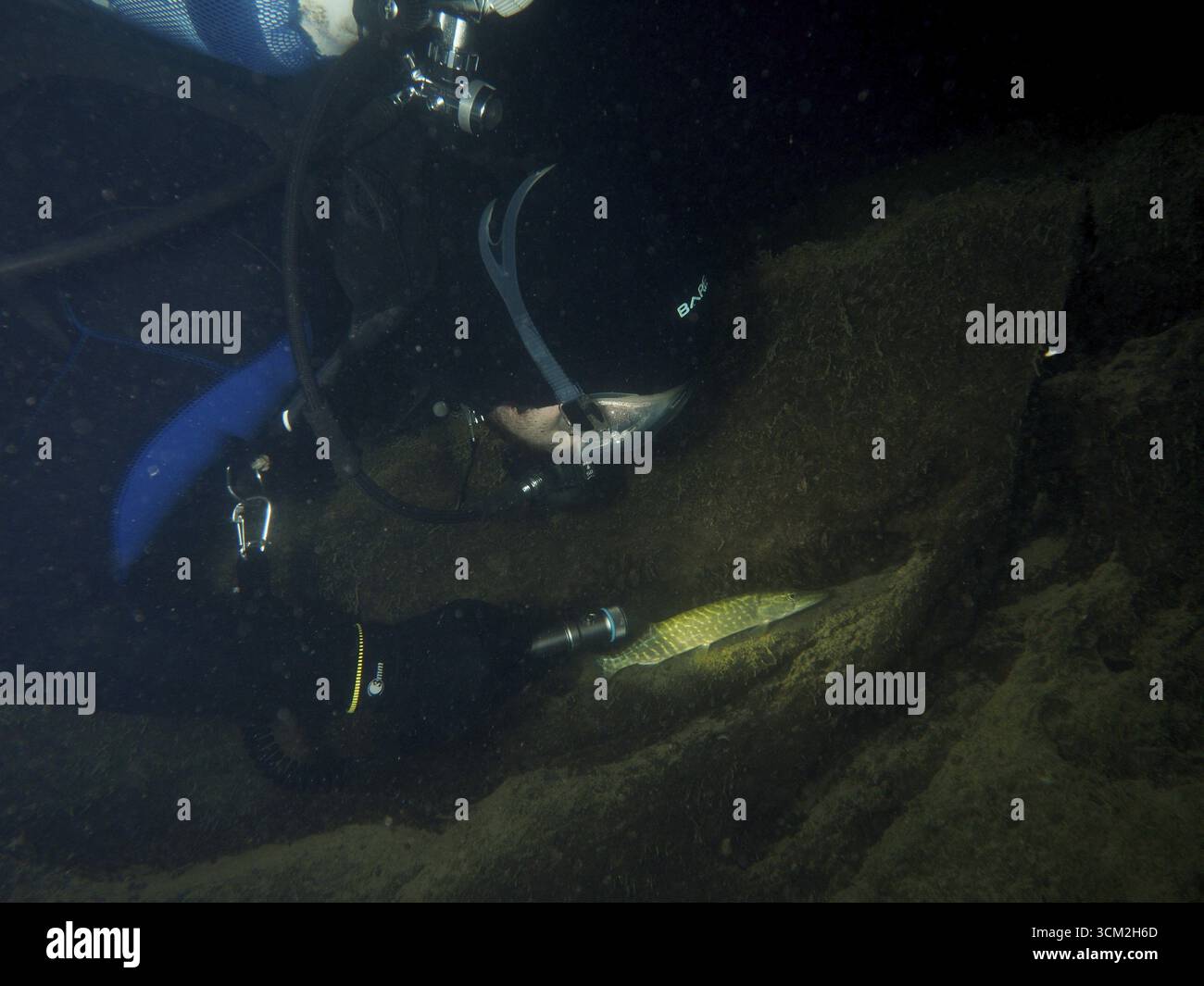 Subacqueo che osserva una picca (Esox lucius) in una scena subacquea buia. Sito di immersione Zollbruecke, Rheinau, Canton Zurigo, Reno, alto Reno, Svizzera, tedesca Foto Stock
