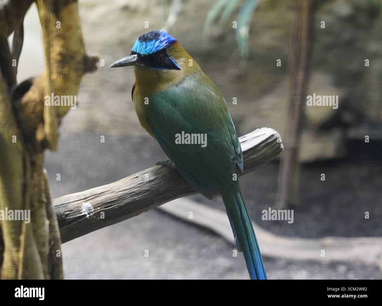 Primo piano di un motmot amazzonico (Momotus momota), un colorato uccello quasi passerino, seduto su un ramo d'albero nella foresta pluviale amazzonica Foto Stock